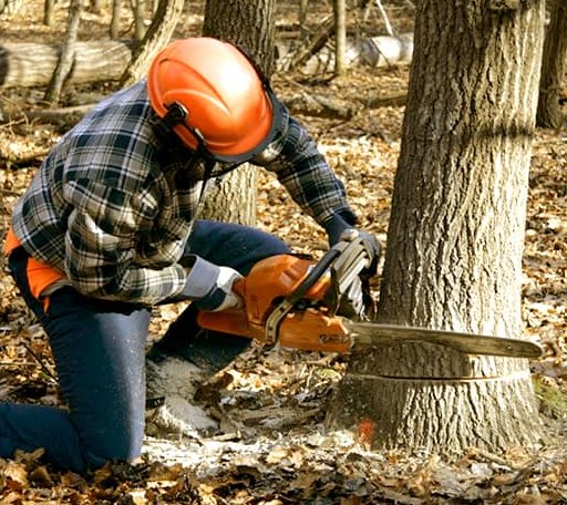 Tree Removal in Davenport, VA